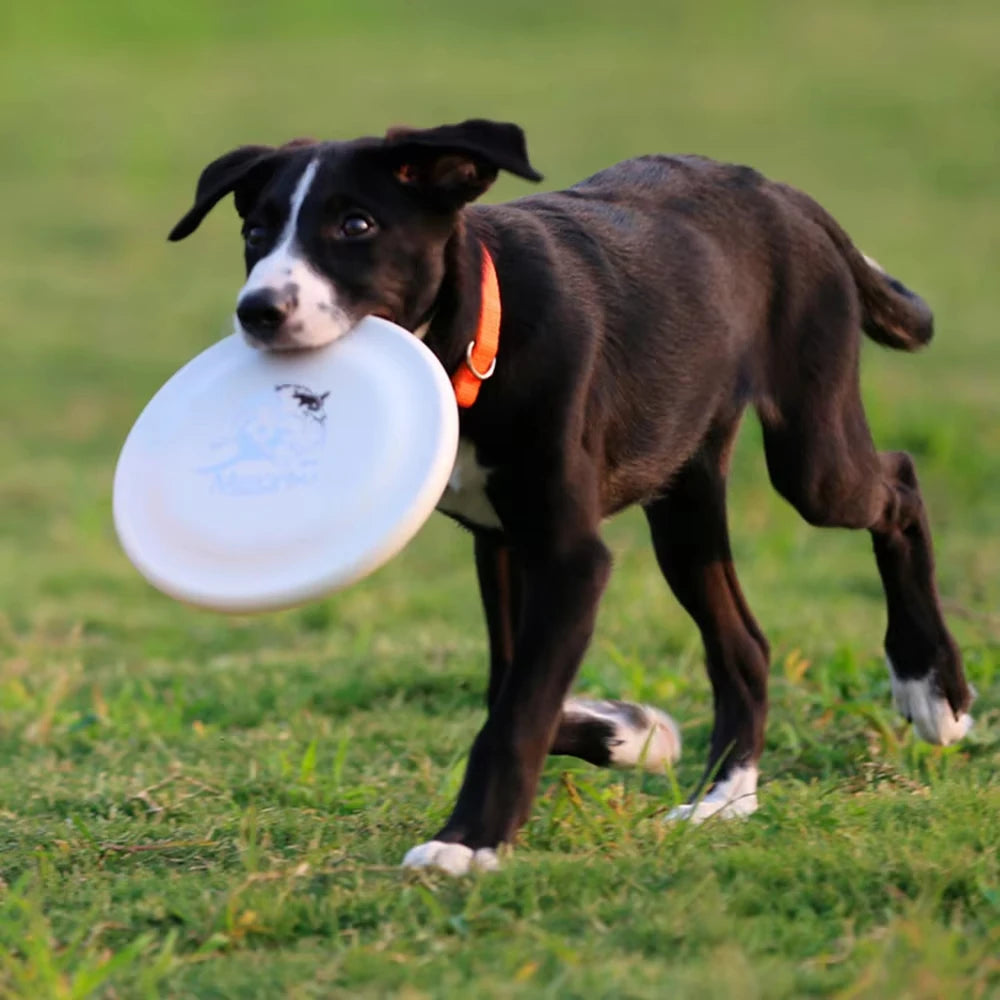Durable Dog Flying Disc — Lightweight Training Toy for Puppies & Adult Dogs
