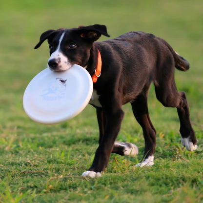 Durable Dog Flying Disc — Lightweight Training Toy for Puppies & Adult Dogs