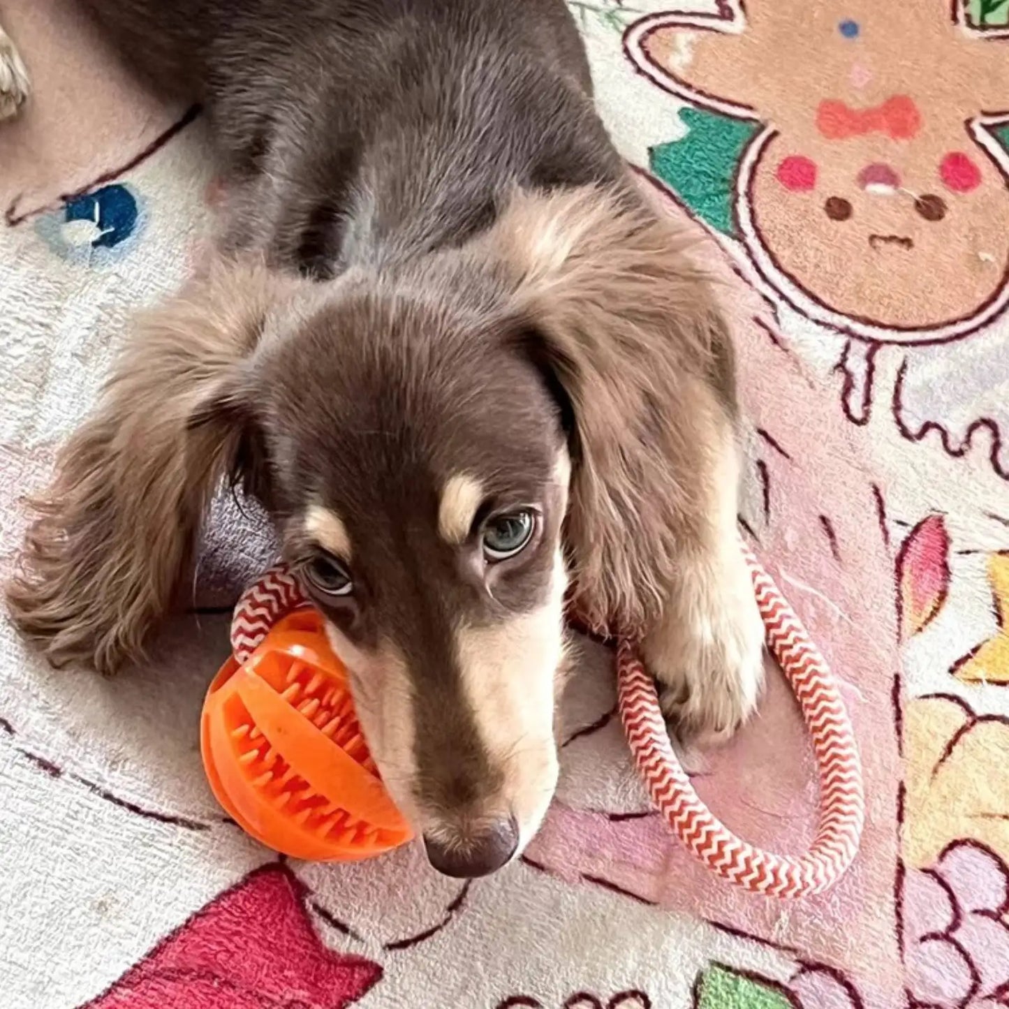 Cotton Rope Treat Ball Dog Toy — Bite-Resistant Teeth Cleaning & Interactive Training Toy