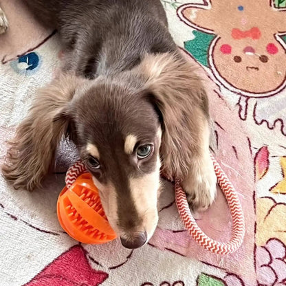 Cotton Rope Treat Ball Dog Toy — Bite-Resistant Teeth Cleaning & Interactive Training Toy